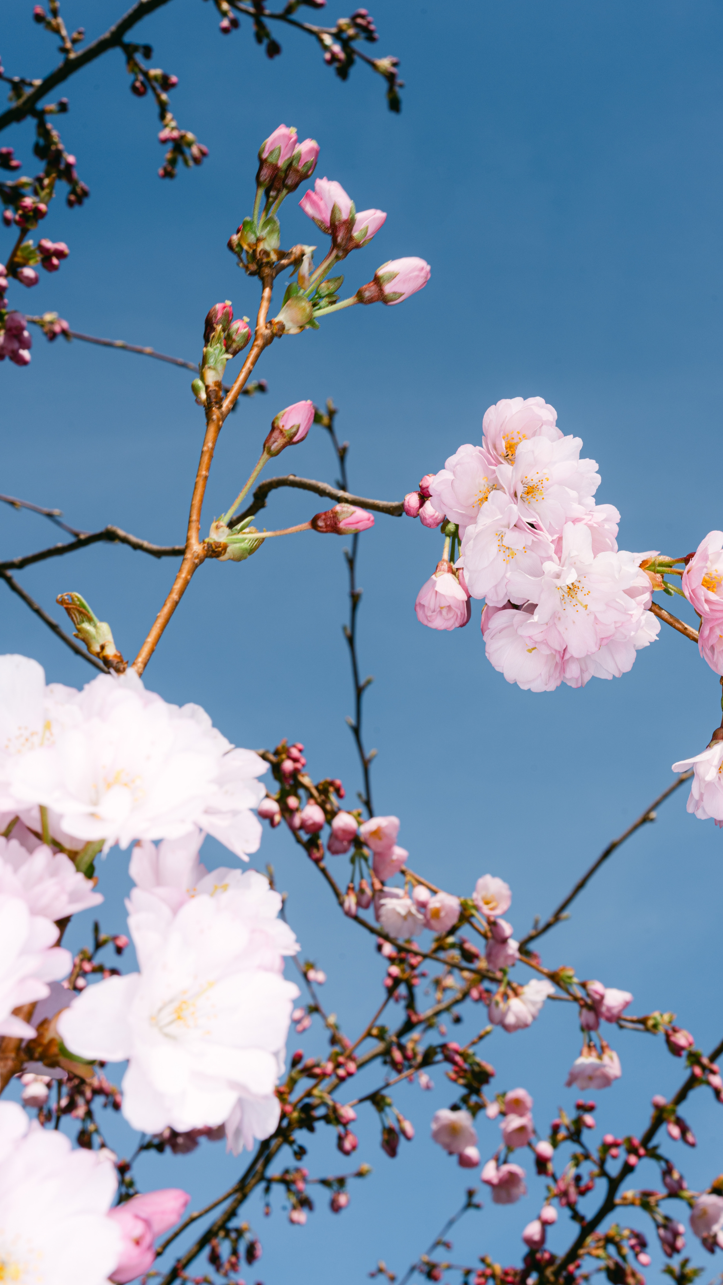 5 Distinctive Spring Perfumes