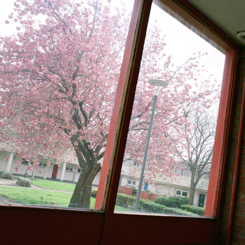 Photograph through a red-framed window looking on to a pink blossom tree