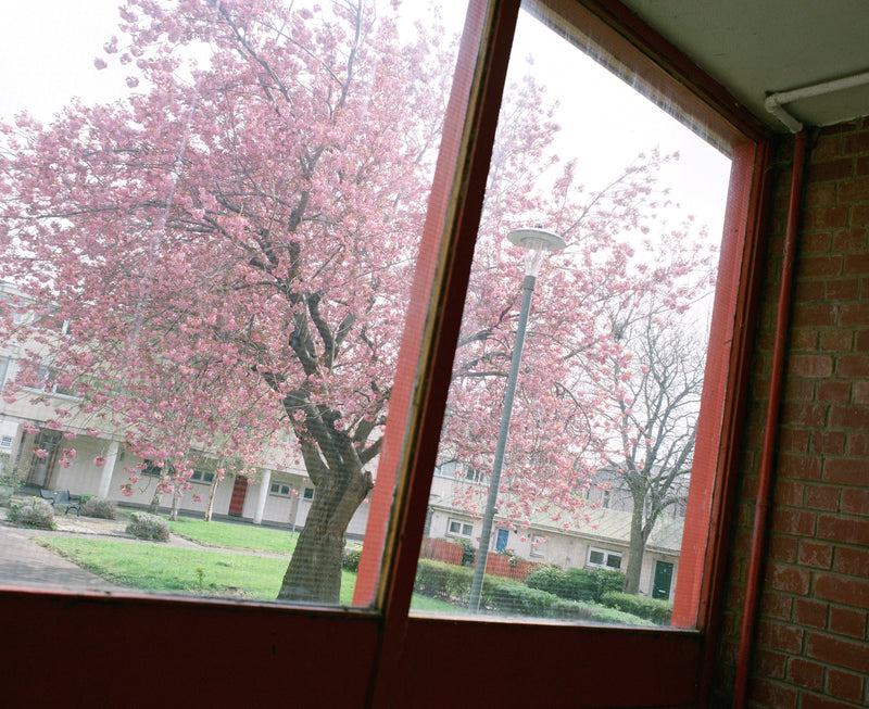 Photograph through a red-framed window looking on to a pink blossom tree