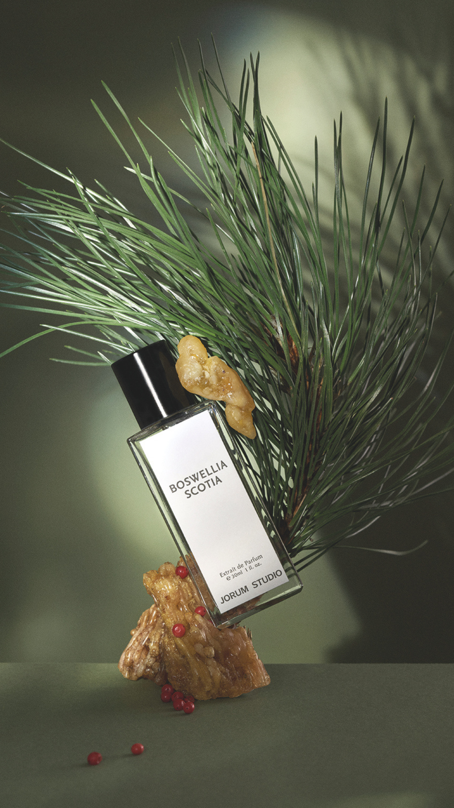 TIME Autumn 2024: Boswellia Scotia