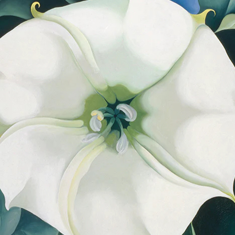 Painting of white flower with green leaves and blue background by artist Georgia O'Keeffe