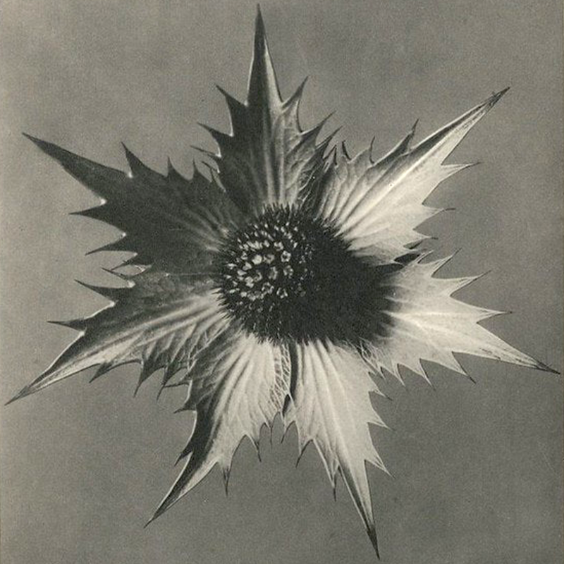 Carduus: A Visual Journey